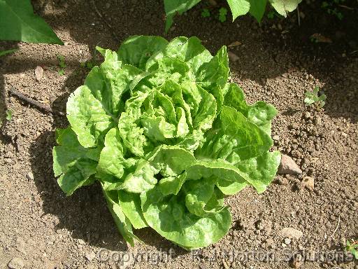 Lettuce Green Mignonette 